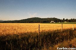 barley-field.jpg (11258 bytes)