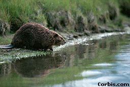 beaver.jpg (11644 bytes)