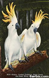 cockatoos.jpg (12587 bytes)