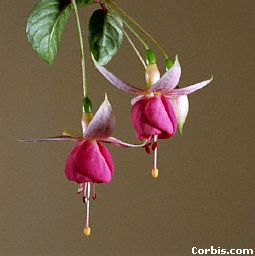 fuschia-flowers.jpg (10255 bytes)