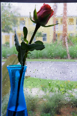 Rose in Window